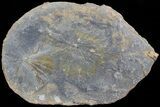 Fossil Horsetail (Annularia) Fossil (Pos/Neg) - Mazon Creek #72423-3